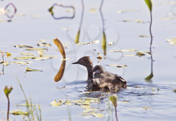 Grebe with Babies chicks in pond in Saskatchewan Canada