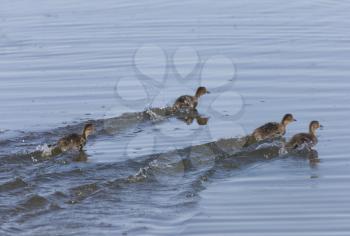 Baby Ducks Swimming Quickly in Saskatchewan Canada