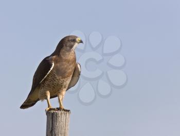 Swainson Hawk perched on post in Saskatchewan Canada