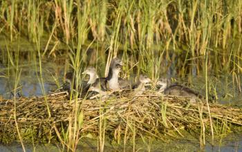 Waterhen Babies chicks coot in nest marsh swamp