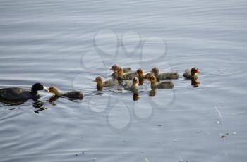 Waterhen Babies chicks coot marsh swamp feeding