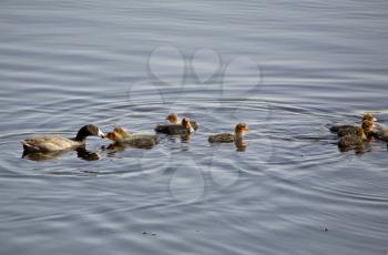 Waterhen Babies chicks coot marsh swamp feeding