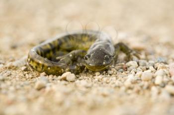 Close up Tiger Salamander on road Canada