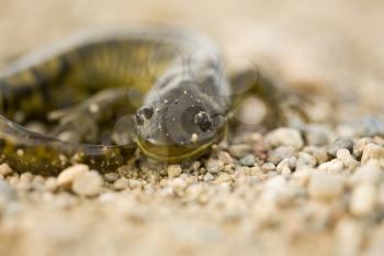 Close up Tiger Salamander on road Canada