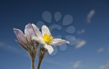 Spring Time Crocus Flower