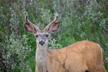 Mule Deer Buck velvet Antlers Canada Saskatchewan