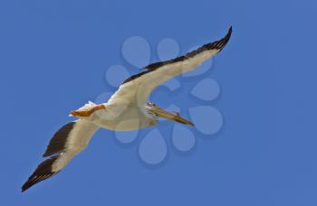 American White Pelican in Flight Canada