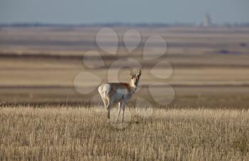Pronghorn Antelope Prairie Saskatchewan Canada