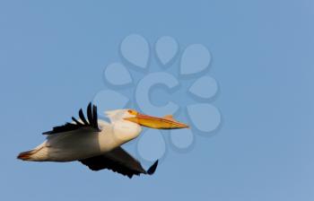 White American Pelican in Flight