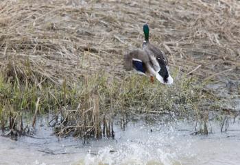 Mallard in Flight duck Canada