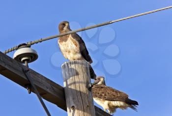 Redtailed Hawk on Post Canada