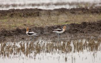 American Avocet in Water reflection Canada