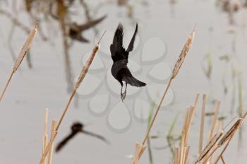 Crow in Flight Marshes Saskatchewan Canada