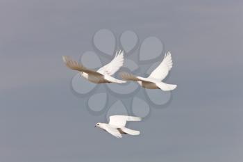 White Pigeon Dove Saskatchewan Canada in flight