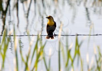 female yellow headed blackbird Saskatchewan