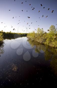Saskatchewan River and Flock of Swallows near bridge