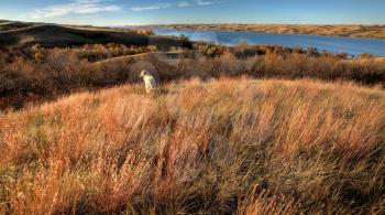 Autumn View Saskatchewan Buffalo Pound Lake dog in foreground