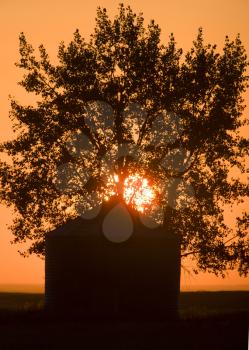 Sunset Saskatchewan Canada Granary Agriculture Sun tree