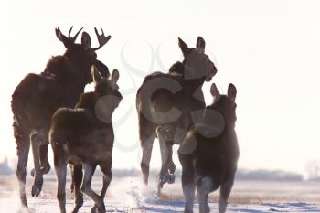 Prairie Moose Saskatchewan Canada Winter Running