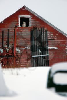 Great Horned Owl in barn Saskatchewan Canada Winter 