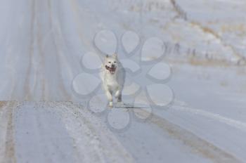 Dog Running on country road winter rural Canada