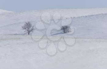 Trees in the hills Saskatchewan Canada cold winter snow freezing