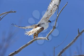 Ferruginous Hawk in Flight in Saskatchewan Canada