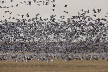 Snow Geese Migration in flight Saskatchewan Canada