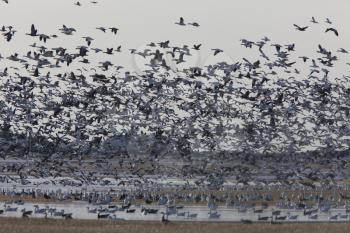 Snow Geese Migration in flight Saskatchewan Canada
