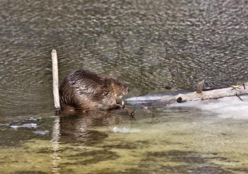 Beaver at Work in early spring Manitoba