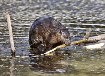 Beaver at Work in early spring Manitoba