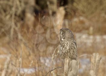 Great Gray Owl Manitoba Canada