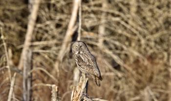 Great Gray Owl Manitoba Canada