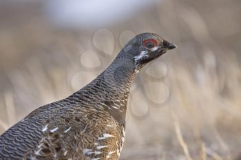 Spruce Grouse in Manitoba Canada beautiful colors in spring