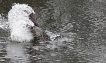 Beaver Splash in Pond in Manitoba Canada
