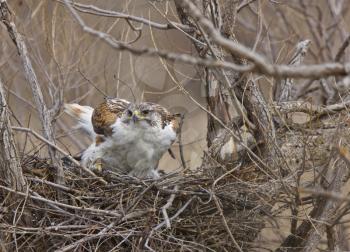 Ferruginous Hawk  in Saskatchewan Canada in nest