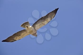 Swainson Hawk in flight with under belly Canada