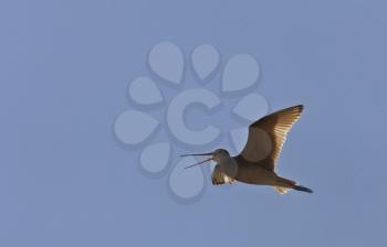 Godwit in flight in Saskatchewan Canada blue sky