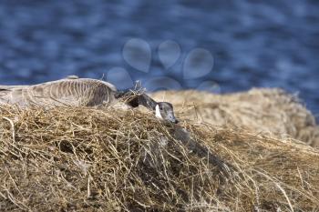 Canada Goose in Nest in Saskatchewan Canada
