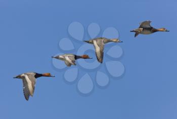 Ducks in Flight in Saskatchewan Canada blue sky