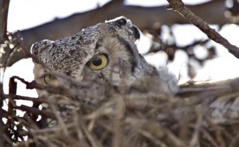 Great horned owl in nest with stare in Saskatchewan