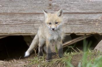 Fox Kits at play near den in Saskatchewan