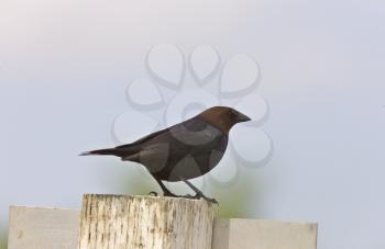Close Up Cowbird on a Post in Canada