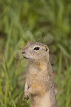 richardson ground squirrel standing on alert Canada