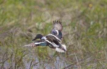 Northern Shovelerl ducks in flight CAnada