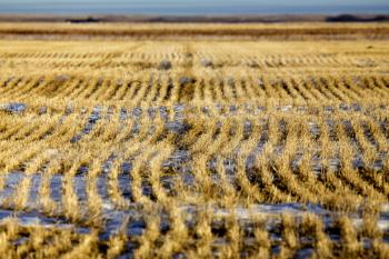 Prairie Landscape in winter Saskatchewan Canada stubble field