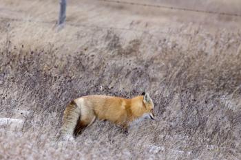 Fox in Winter in Saskatchewan Field Canada