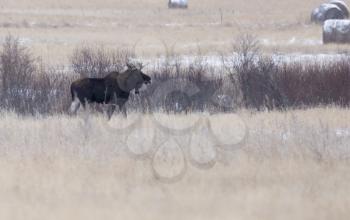Moose in a field in winter in Saskatchewan Canada