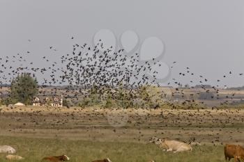 Blackbirds flying around cattle in Saskatchewan Canada