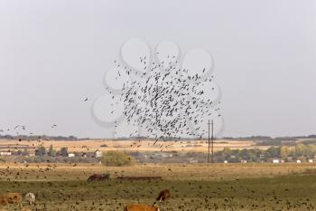 Blackbirds flying around cattle in Saskatchewan Canada